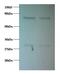 Proteasome Subunit Beta 1 antibody, LS-C211113, Lifespan Biosciences, Western Blot image 