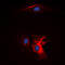 Complement C1q B Chain antibody, LS-C358924, Lifespan Biosciences, Immunofluorescence image 