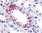 Olfactory Receptor OR16/OR23 antibody, PA1-32738, Invitrogen Antibodies, Immunohistochemistry frozen image 