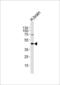 5-Hydroxytryptamine Receptor 1A antibody, PA5-49346, Invitrogen Antibodies, Western Blot image 