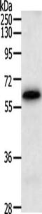 TRAF3 Interacting Protein 3 antibody, CSB-PA112350, Cusabio, Western Blot image 