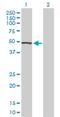 Protein Kinase X-Linked antibody, H00005613-D01P, Novus Biologicals, Western Blot image 