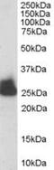 Triosephosphate Isomerase 1 antibody, MBS420245, MyBioSource, Western Blot image 