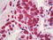 High Mobility Group Box 1 antibody, TA318838, Origene, Immunohistochemistry frozen image 