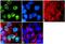 Insulin Receptor Substrate 1 antibody, PA1-1059, Invitrogen Antibodies, Immunofluorescence image 