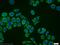 Cytochrome B5 Reductase 1 antibody, 11807-1-AP, Proteintech Group, Immunofluorescence image 