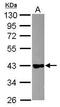 Glyceraldehyde-3-Phosphate Dehydrogenase, Spermatogenic antibody, PA5-34847, Invitrogen Antibodies, Western Blot image 