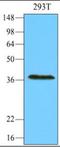 RNA Exonuclease 1 Homolog antibody, orb88576, Biorbyt, Western Blot image 