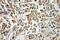 Toll Interacting Protein antibody, 11315-1-AP, Proteintech Group, Immunohistochemistry frozen image 