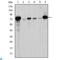 Lamin A/C antibody, LS-C812679, Lifespan Biosciences, Western Blot image 