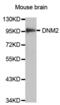 Dynamin 2 antibody, abx000741, Abbexa, Western Blot image 