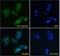 Sprouty RTK Signaling Antagonist 1 antibody, 46-430, ProSci, Immunofluorescence image 