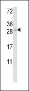 Granzyme M antibody, MBS9209100, MyBioSource, Western Blot image 