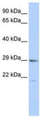 SEN1 antibody, TA342444, Origene, Western Blot image 