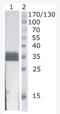 Deoxyribonuclease 1 antibody, AM33437PU-N, Origene, Western Blot image 