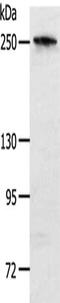Notch Receptor 3 antibody, CSB-PA586591, Cusabio, Western Blot image 