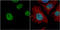 Tet Methylcytosine Dioxygenase 2 antibody, GTX124205, GeneTex, Immunocytochemistry image 