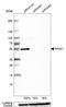 Pannexin 1 antibody, HPA016930, Atlas Antibodies, Western Blot image 