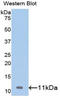 Insulin Like Growth Factor 2 antibody, LS-C301650, Lifespan Biosciences, Western Blot image 