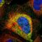 Cnt-a1 antibody, HPA007033, Atlas Antibodies, Immunofluorescence image 