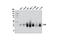Myelin Protein Zero Like 1 antibody, 9893P, Cell Signaling Technology, Western Blot image 