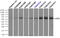 Lipase G, Endothelial Type antibody, TA501014, Origene, Immunoprecipitation image 