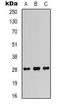 Fibroblast growth factor 18 antibody, orb339102, Biorbyt, Western Blot image 