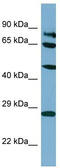 Synaptic Vesicle Glycoprotein 2B antibody, TA341963, Origene, Western Blot image 