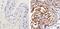 Mitogen-Activated Protein Kinase Kinase 1 antibody, MA1-095, Invitrogen Antibodies, Immunohistochemistry frozen image 