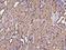 Pterin-4 Alpha-Carbinolamine Dehydratase 2 antibody, 200622-T08, Sino Biological, Immunohistochemistry paraffin image 