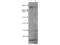 Huntingtin antibody, A00134, Boster Biological Technology, Western Blot image 