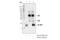 Rabbit IgG antibody, 2729S, Cell Signaling Technology, Immunoprecipitation image 