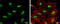 POU Class 2 Homeobox 1 antibody, GTX105202, GeneTex, Immunofluorescence image 