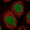 Synaptonemal Complex Protein 2 Like antibody, NBP1-91163, Novus Biologicals, Immunocytochemistry image 