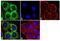 Frizzled Class Receptor 4 antibody, 710731, Invitrogen Antibodies, Immunofluorescence image 