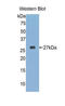 FKBP Prolyl Isomerase 3 antibody, LS-C304495, Lifespan Biosciences, Western Blot image 