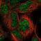 IMP-3 antibody, NBP2-56441, Novus Biologicals, Immunofluorescence image 