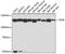 Thyroid Stimulating Hormone Receptor antibody, 22-481, ProSci, Western Blot image 