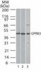 G Protein-Coupled Receptor 83 antibody, PA1-41307, Invitrogen Antibodies, Western Blot image 