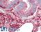 Beta-2-Microglobulin antibody, LS-B15330, Lifespan Biosciences, Immunohistochemistry paraffin image 
