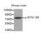 Synapsin I antibody, abx000296, Abbexa, Western Blot image 