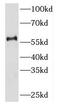 Killer Cell Immunoglobulin Like Receptor, Two Ig Domains And Long Cytoplasmic Tail 3 antibody, FNab04581, FineTest, Western Blot image 
