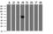 ALX Homeobox 4 antibody, LS-C787449, Lifespan Biosciences, Western Blot image 