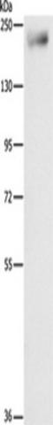 IQ Motif Containing GTPase Activating Protein 3 antibody, TA349360, Origene, Western Blot image 