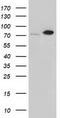 Sorting nexin-9 antibody, TA501324, Origene, Western Blot image 