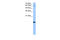 RNA polymerase II RBP8 antibody, 30-434, ProSci, Enzyme Linked Immunosorbent Assay image 