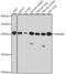 High Mobility Group Box 1 antibody, A2553, ABclonal Technology, Western Blot image 