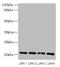 ADP Ribosylation Factor 6 antibody, A56150-100, Epigentek, Western Blot image 