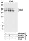 CD45 antibody, A700-012, Bethyl Labs, Immunoprecipitation image 