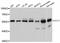 Chaperonin Containing TCP1 Subunit 7 antibody, abx125629, Abbexa, Western Blot image 